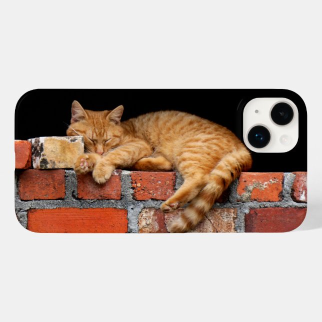 Katt Spipande på brickvägg (Baksida (horisontell))