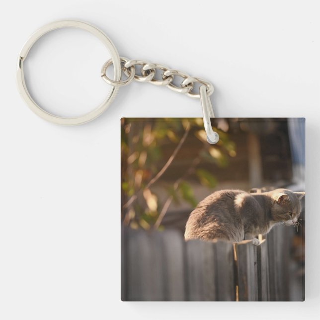 Katt, staket, trä (Framsidan)
