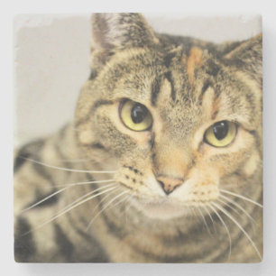 Katt Stenunderlägg