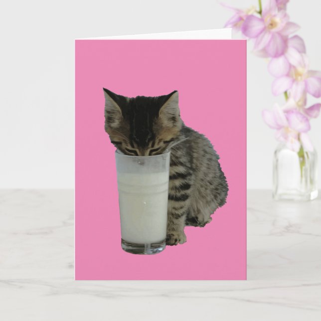 Katt stjäl mjölk från ett glas kort (Orkide)