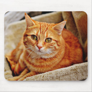 katt, tabby, natur musmatta