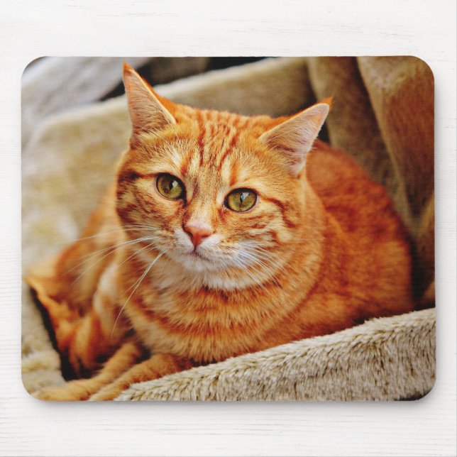 katt, tabby, natur musmatta (Framsidan)