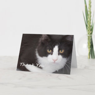 Katt tack, du kort av Focus för en orsak