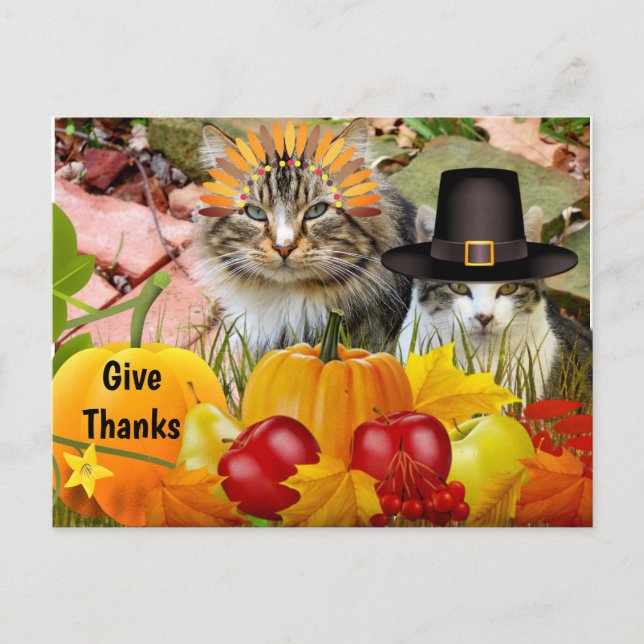 Katt Thanksgiving Pumpa / Från Katt Collage Vykort (Framsida)