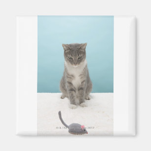 Katt tittar leksakmus på mattan magnet