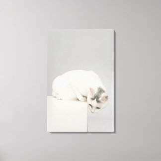 Katt tittar över kant canvastryck