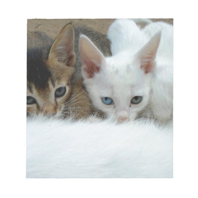 Katt tittar söt anteckningsblock (Framsida)