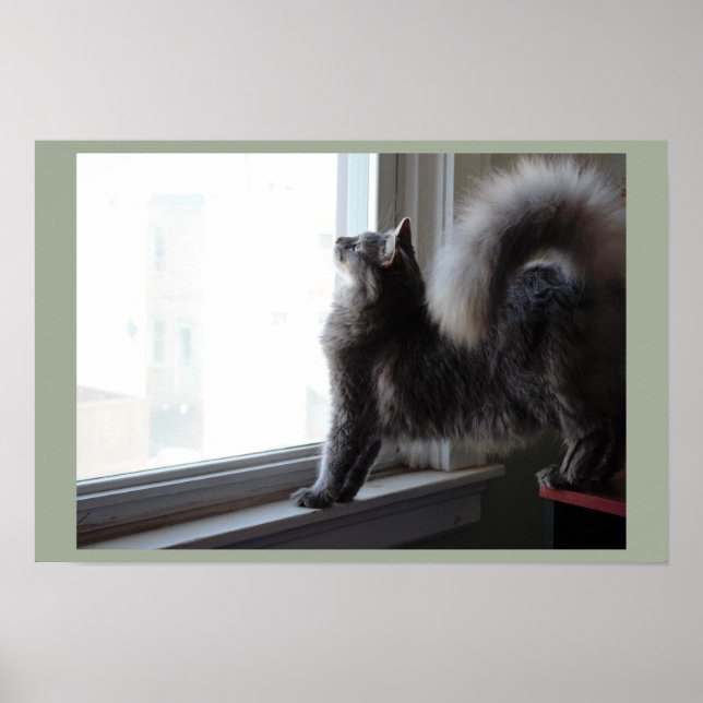 Katt tittar ut genom fönster poster (Framsidan)
