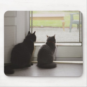 Katt tittar ut skärm musmatta