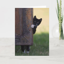 Katt tom kort - sympati, tack, födelsedag!
