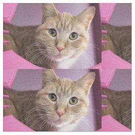 Katt Tyg