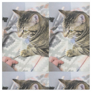 Katt Tyg