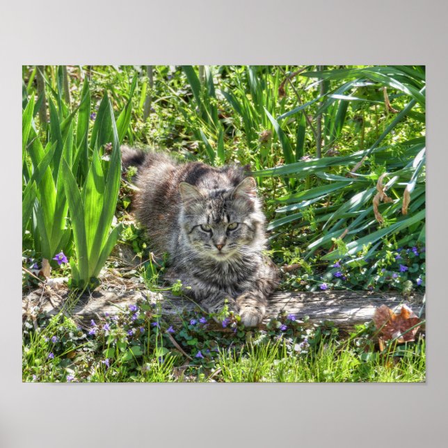 Katt under förmörkelse poster (Framsidan)