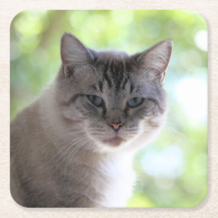 Katt Underlägg Papper Kvadrat