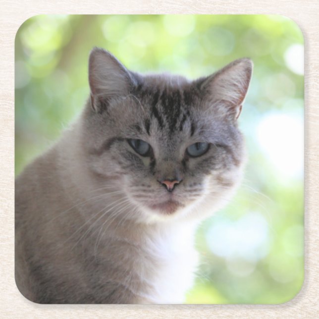 Katt Underlägg Papper Kvadrat (Framsidan)