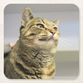 Katt Underlägg Papper Kvadrat