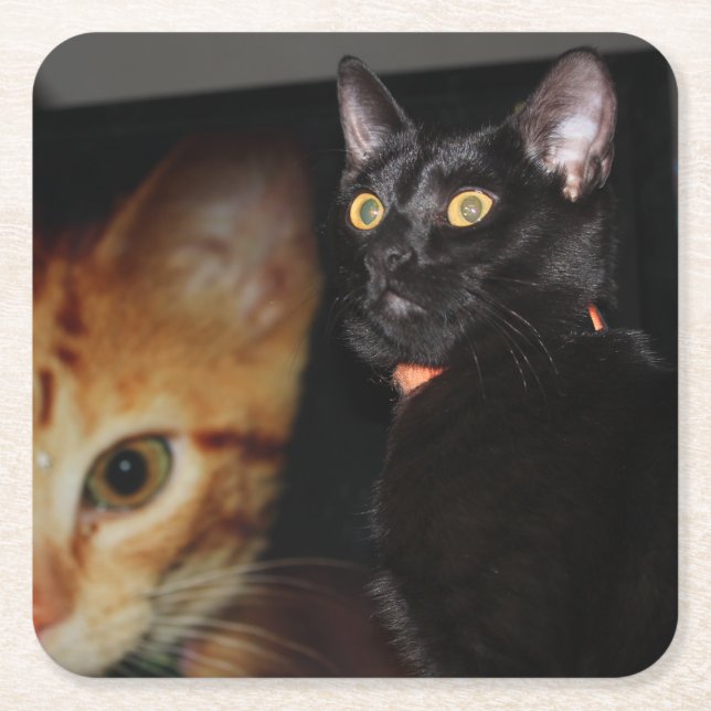 Katt Underlägg Papper Kvadrat (Framsidan)