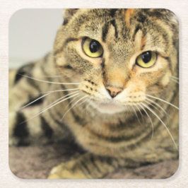 Katt Underlägg Papper Kvadrat