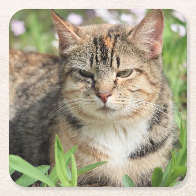 Katt Underlägg Papper Kvadrat (Framsidan)