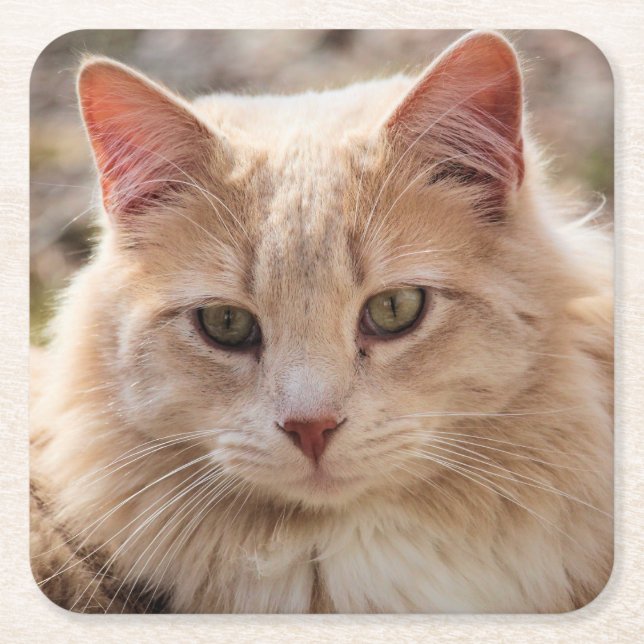 Katt Underlägg Papper Kvadrat (Framsidan)