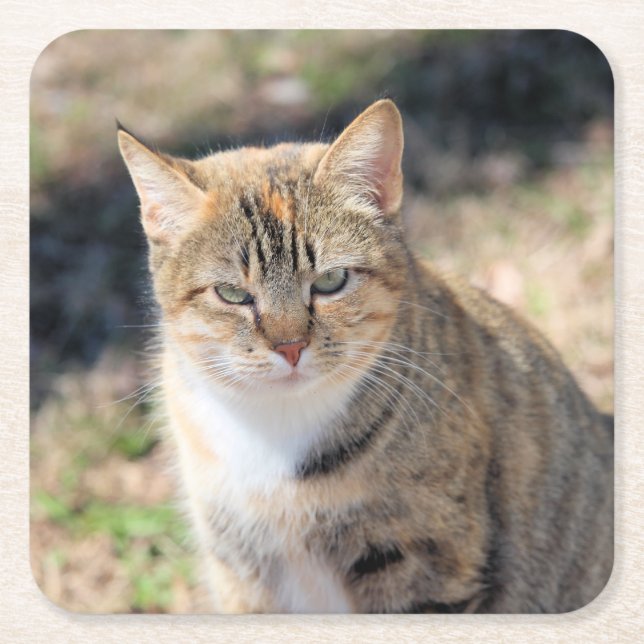 Katt Underlägg Papper Kvadrat (Framsidan)