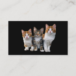 Katt utanför boxasvisitkorten visitkort