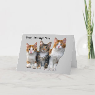 Katt utanför kartongens gratulationskort kort