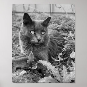 katt väggkonst