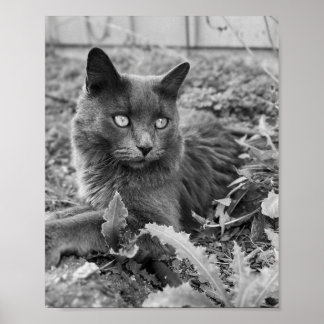 katt väggkonst