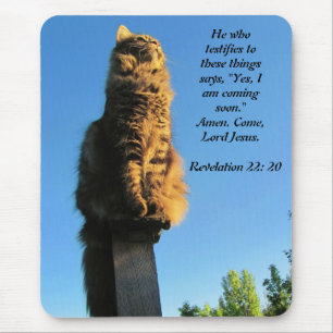 Katt, väntar på Jesus Musmatta