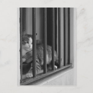 Katt vid fönster vykort