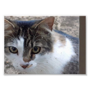 Katt vid fönstret fototryck