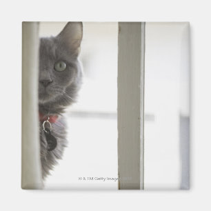 Katt vid fönstret magnet