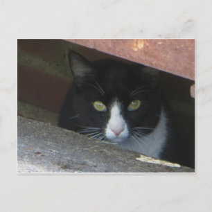Katt vid tömning vykort