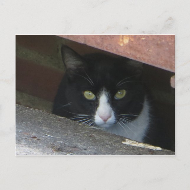 Katt vid tömning vykort (Framsida)