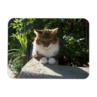 Katt vilande på en vägg magnet