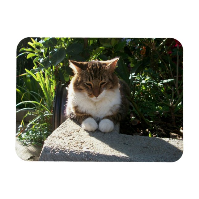 Katt vilande på en vägg magnet (Horisontell)