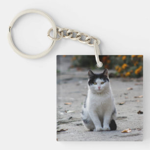 Katt, vitt, Pet