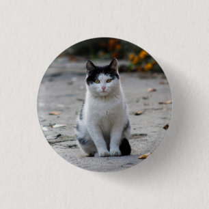 Katt, vitt, Pet Knapp