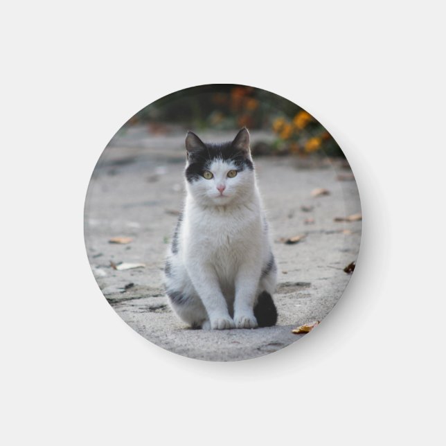 Katt, vitt, Pet Magnet (Framsidan)