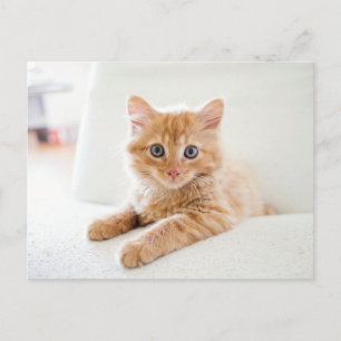 Katt Vykort