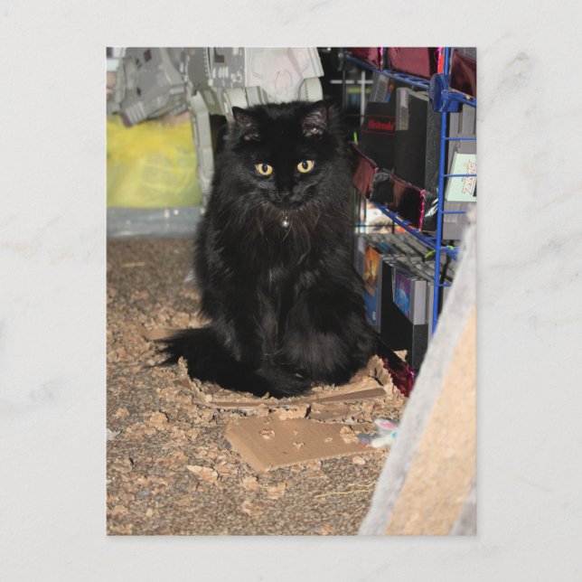 Katt Vykort (Framsida)