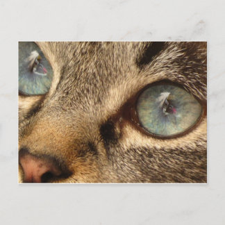 katt vykort