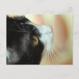 Katt Vykort