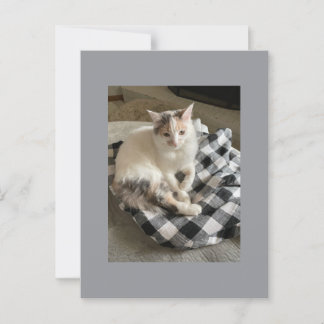 Katt vykort