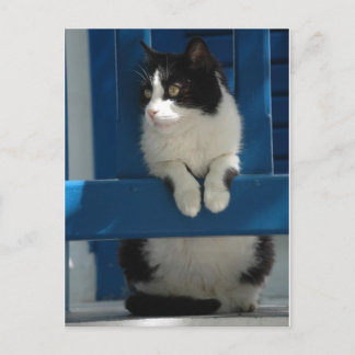 Katt Vykort