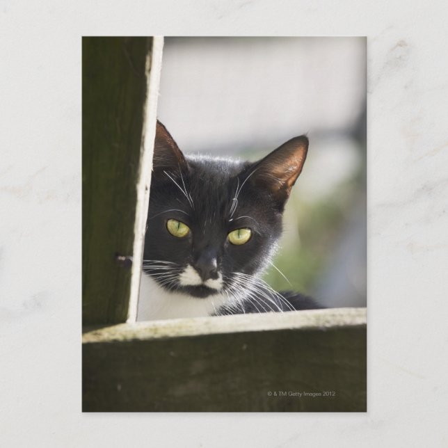 Katt Vykort (Framsida)