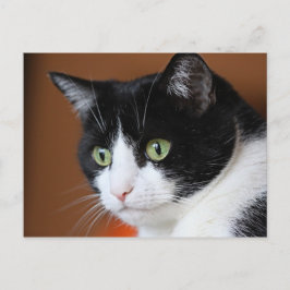 Katt Vykort