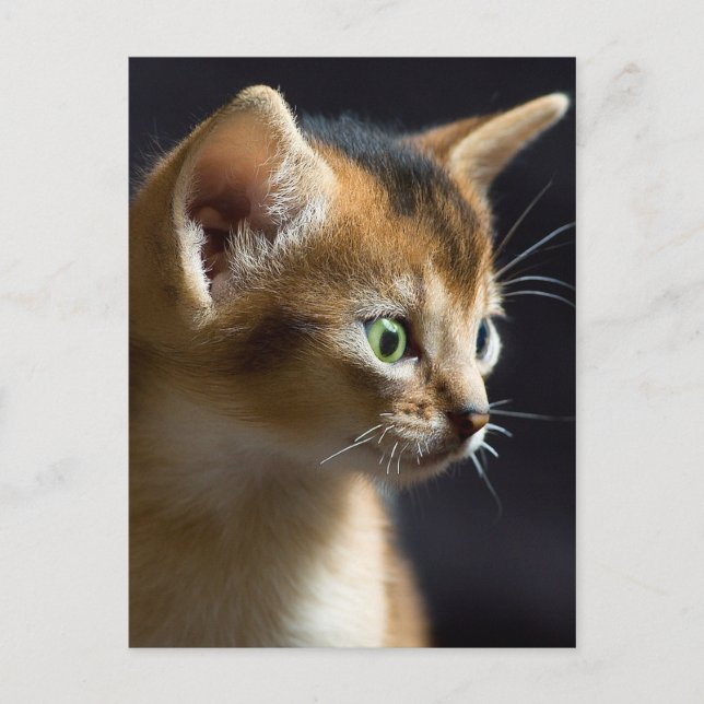 katt vykort (Framsida)