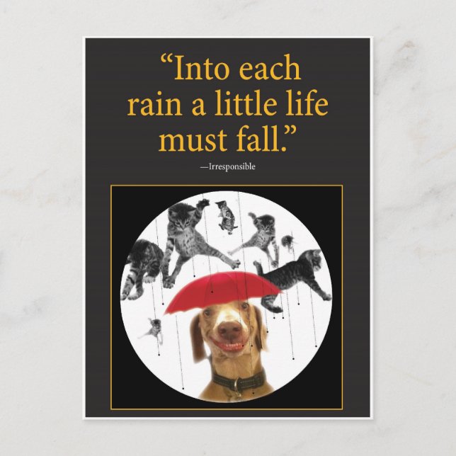 Katt. Vykort (Framsida)